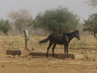 02 Cheval Peul